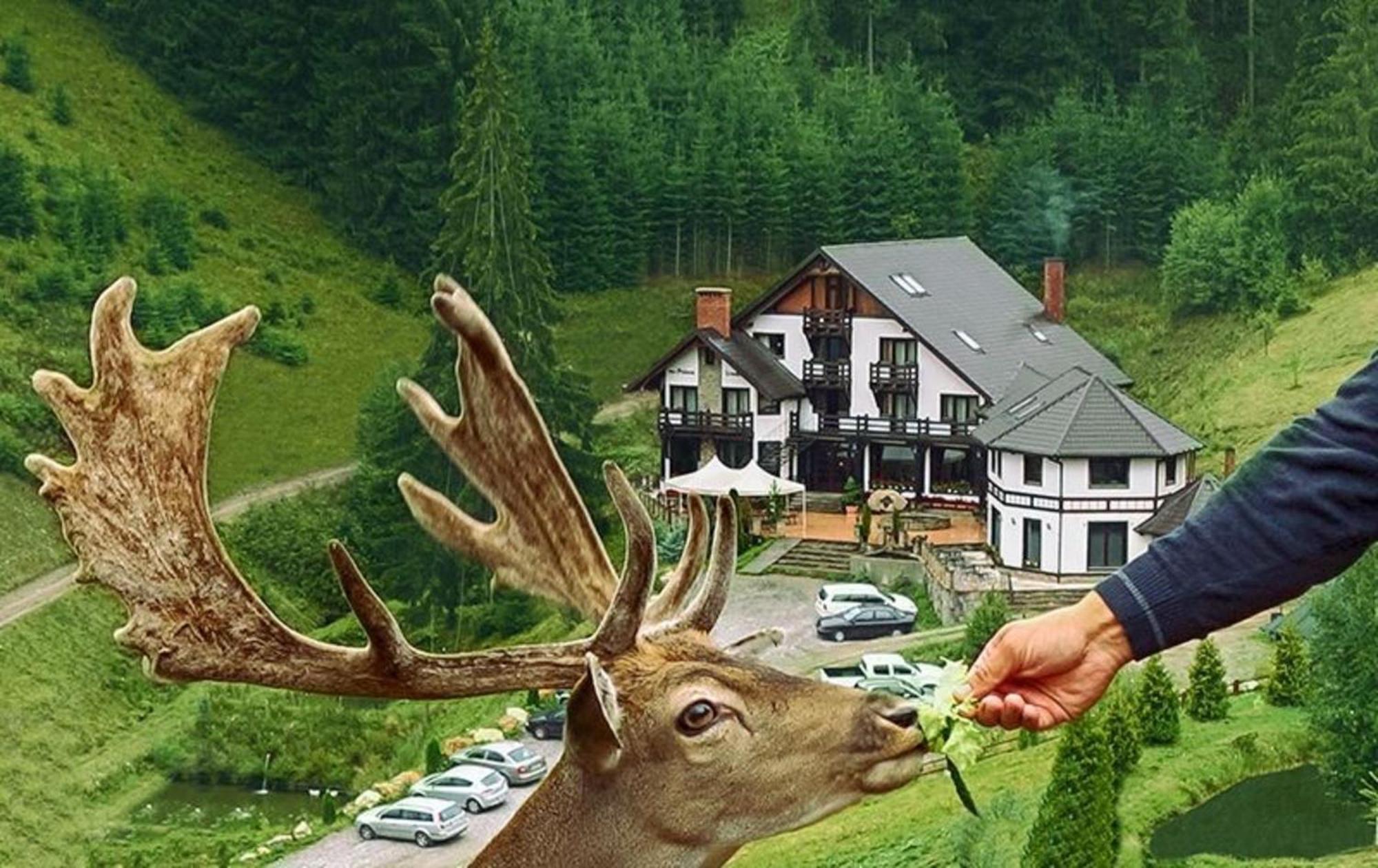 Pensiunea Poiana Izvoarelor Vatra Dornei Extérieur photo