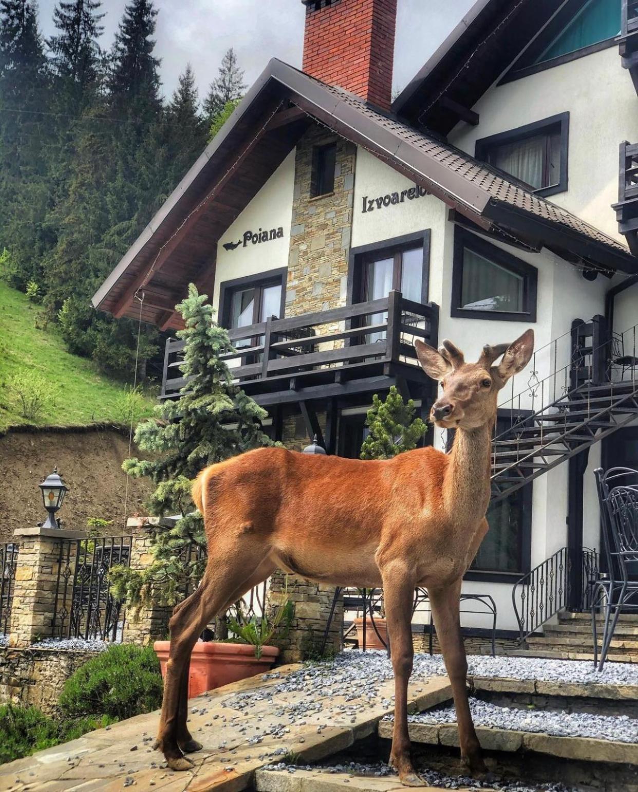 Pensiunea Poiana Izvoarelor Vatra Dornei Extérieur photo